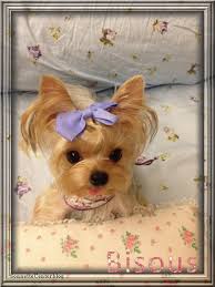 Chien trop mimi          Clari.jpe