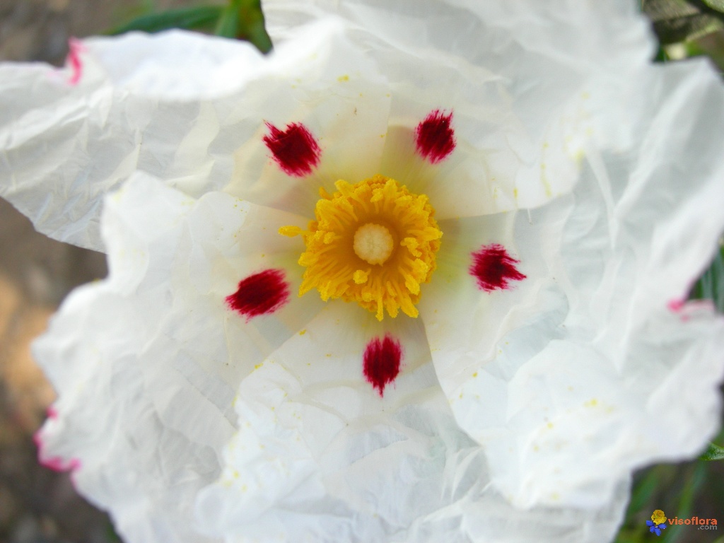 cistus-ladaniferus-visoflora-22074.jpg