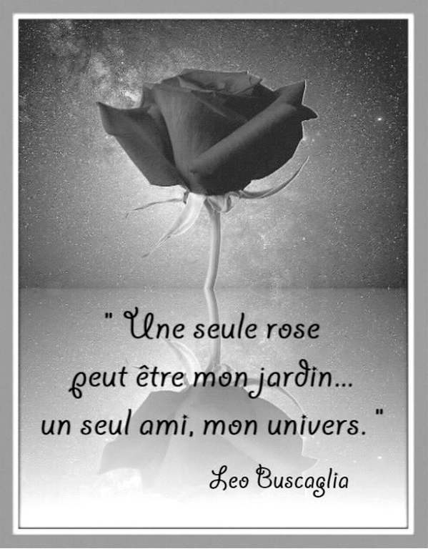 Citation rose.jpg