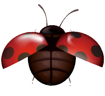 coccinelle .gif
