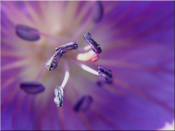 coeur de fleur.jpg