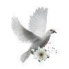 colombe-blanche-en-vol-gif-8.png