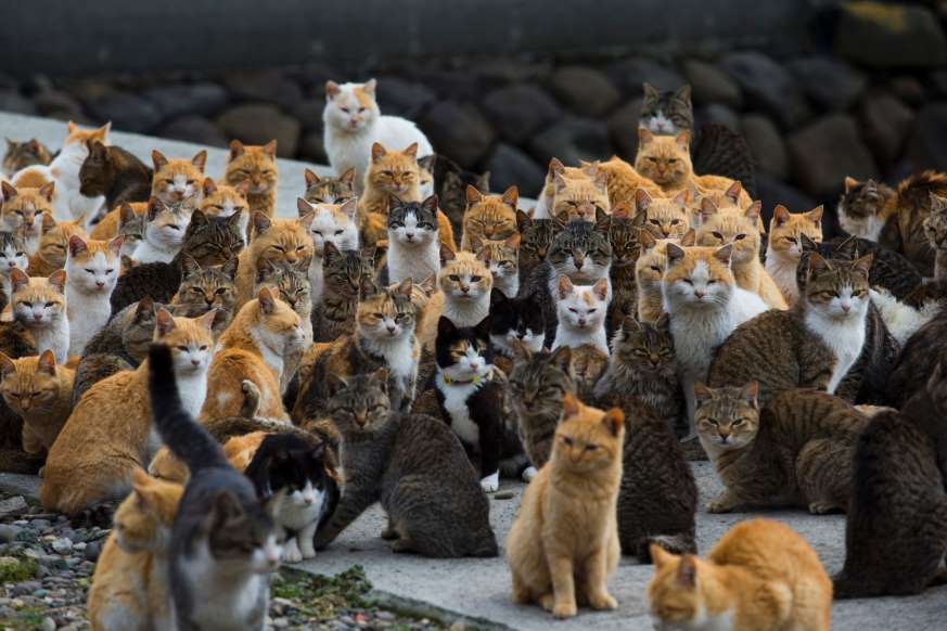 colonie de chats.jpg