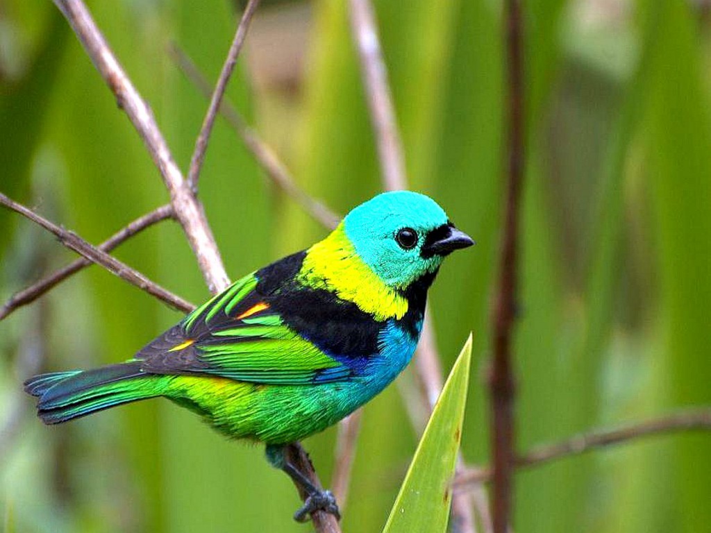 colourful birds wallpaper (5)[1].jpg