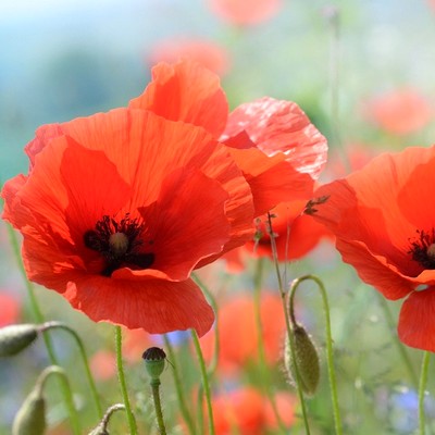 coquelicot-poppy-bio (1).jpg