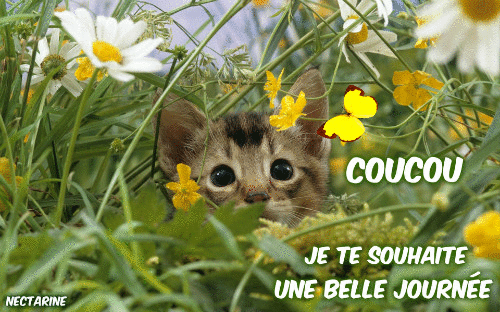 Coucou bonne journée 2.gif