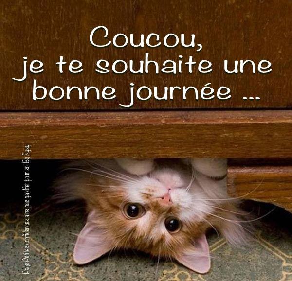 coucou bonne journée.jpg