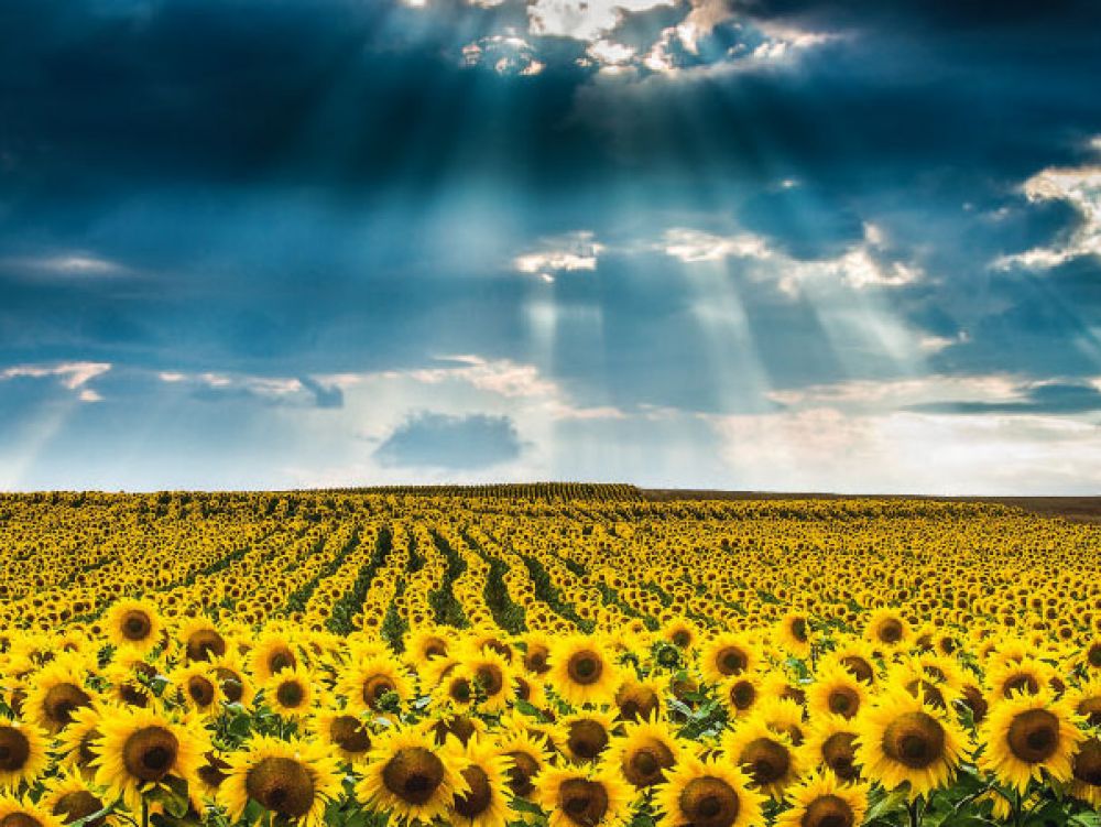 cover-r4x3w1000-58ddaa26a72ef-seule-la-tige-des-tournesols-lors-de-leur-croissance-suit.jpg