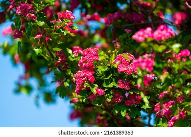 crataegus-laevigata-known-midland-hawthorn-260nw-2161389363.jpg