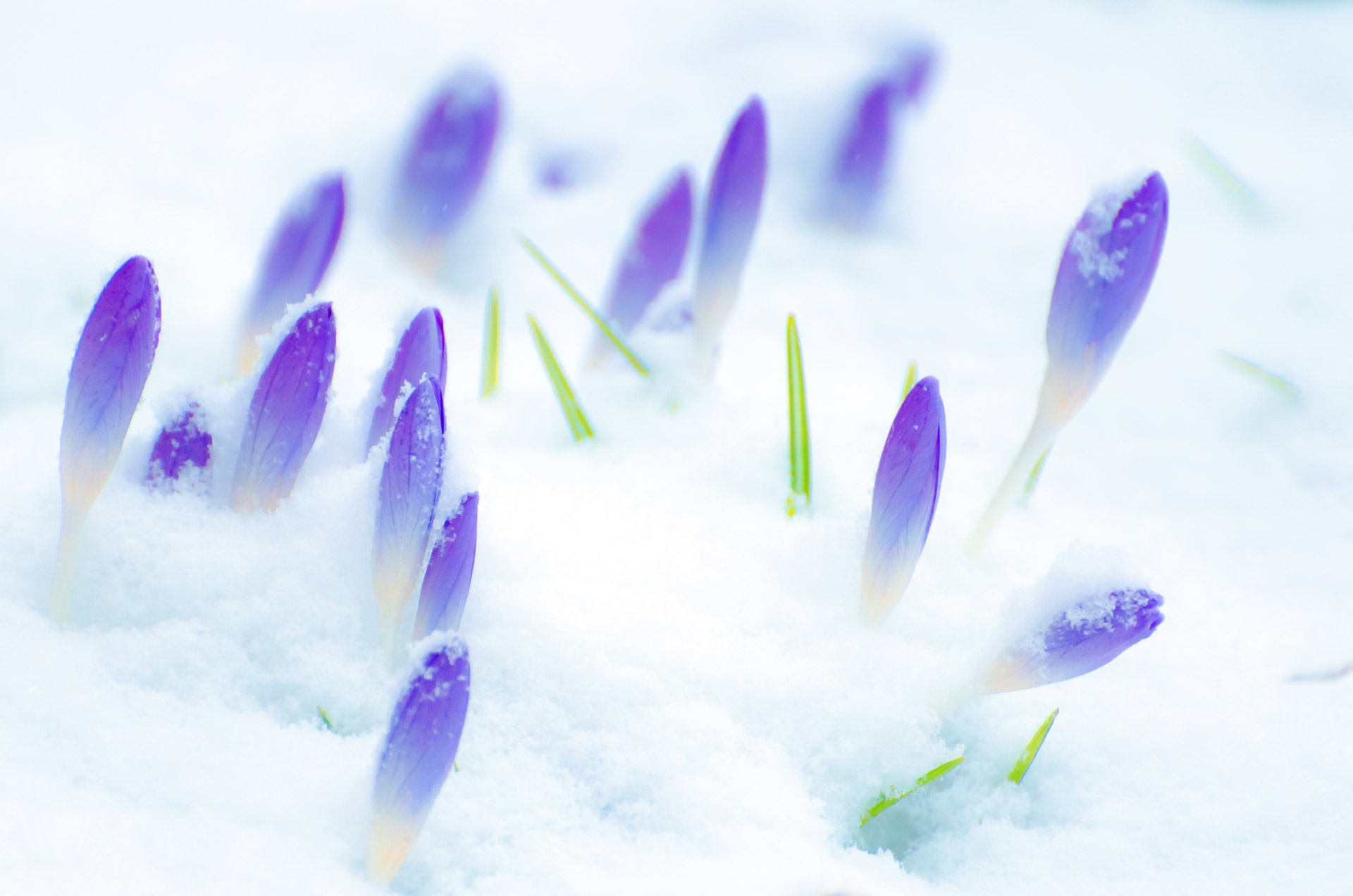 crocus.jpg
