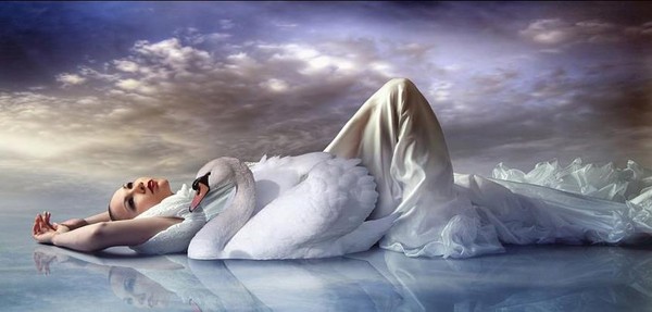 cygne 2.jpg