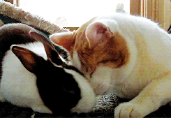 deux chats.gif