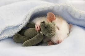 doudou.jpg