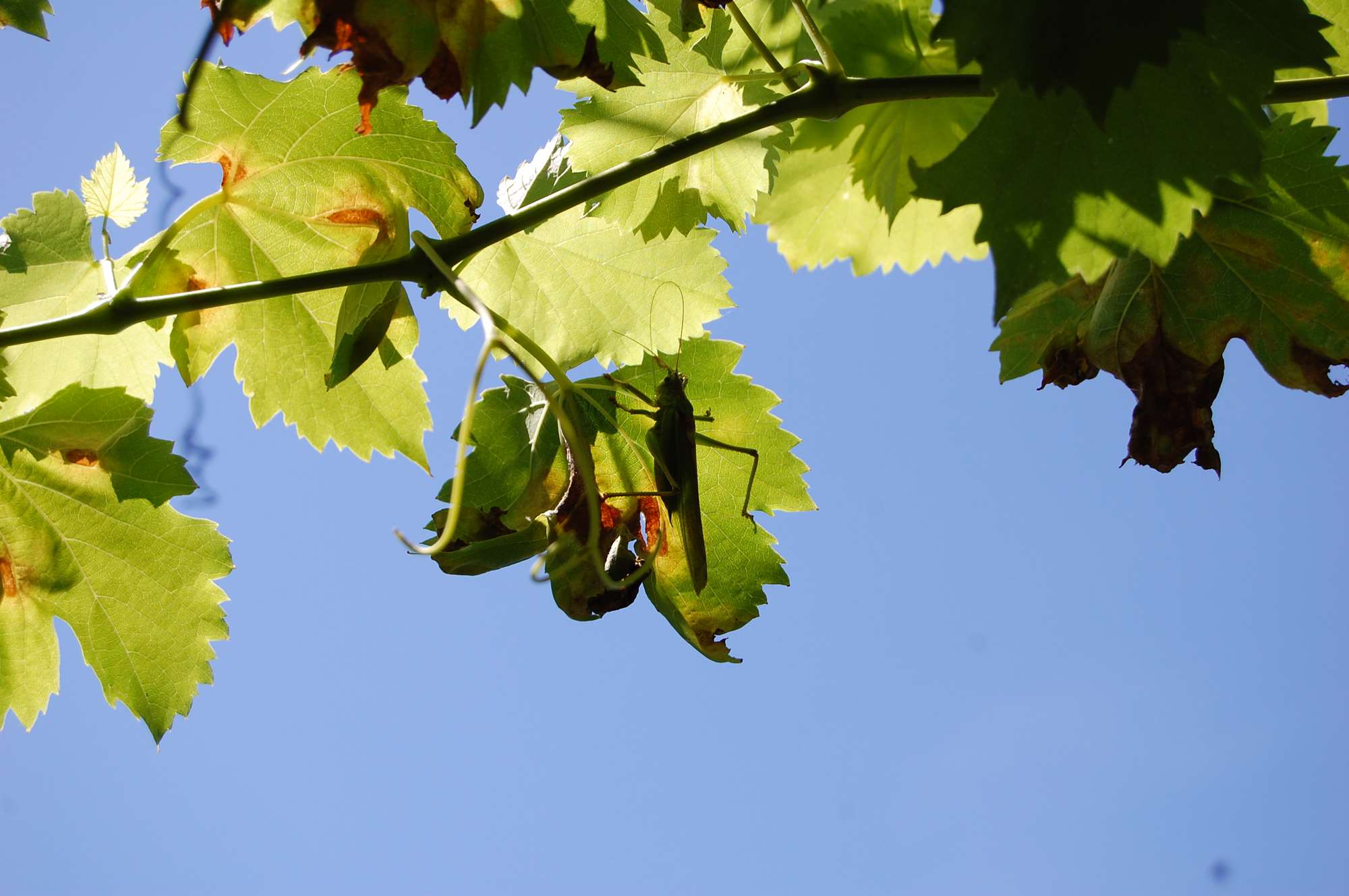DSC_0032.jpg