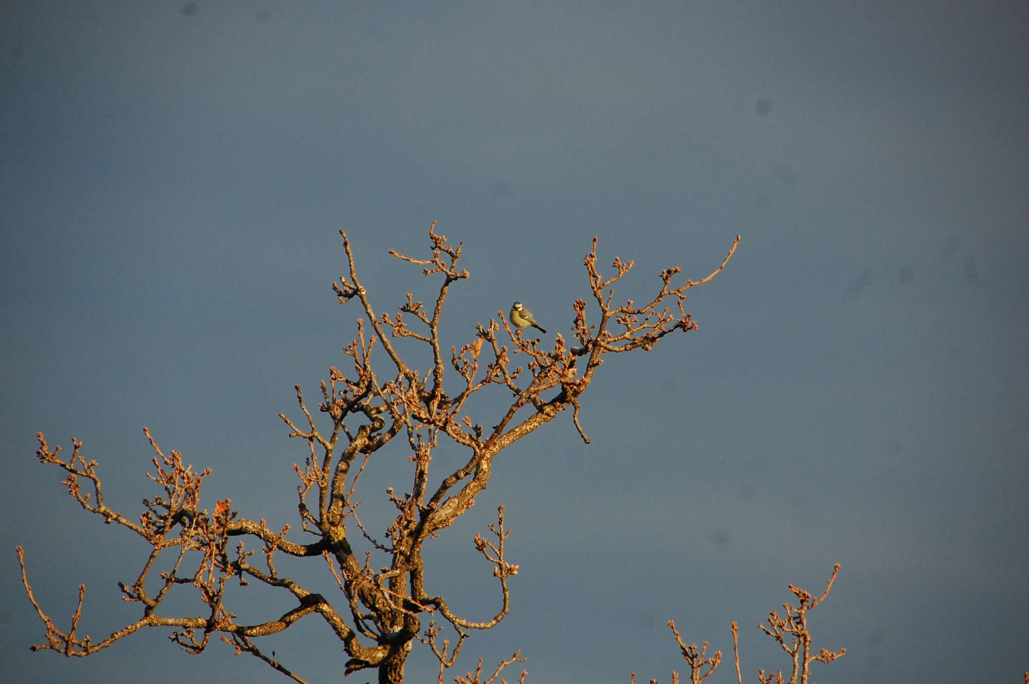 DSC_0067.jpg
