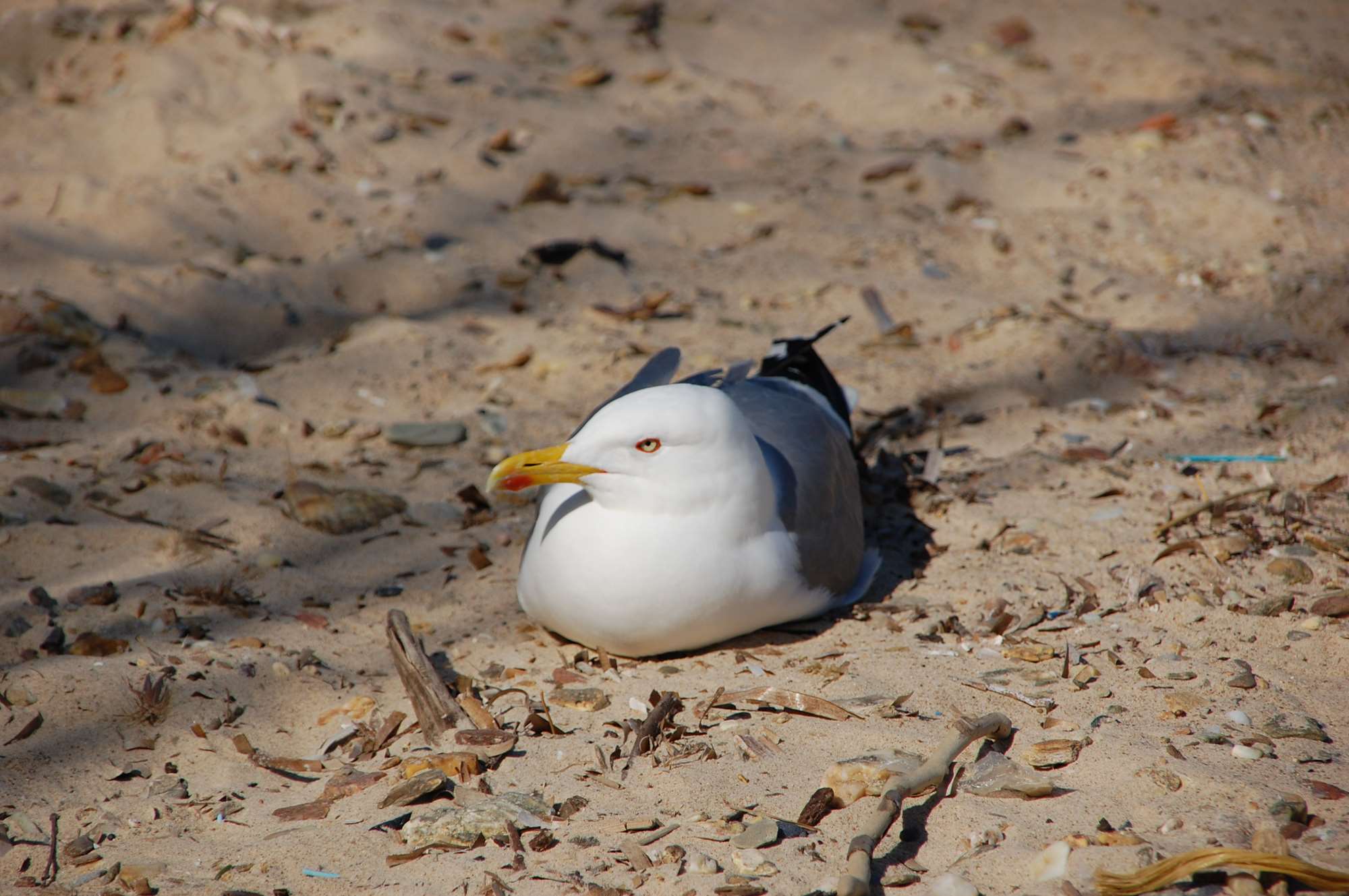 DSC_0094.jpg