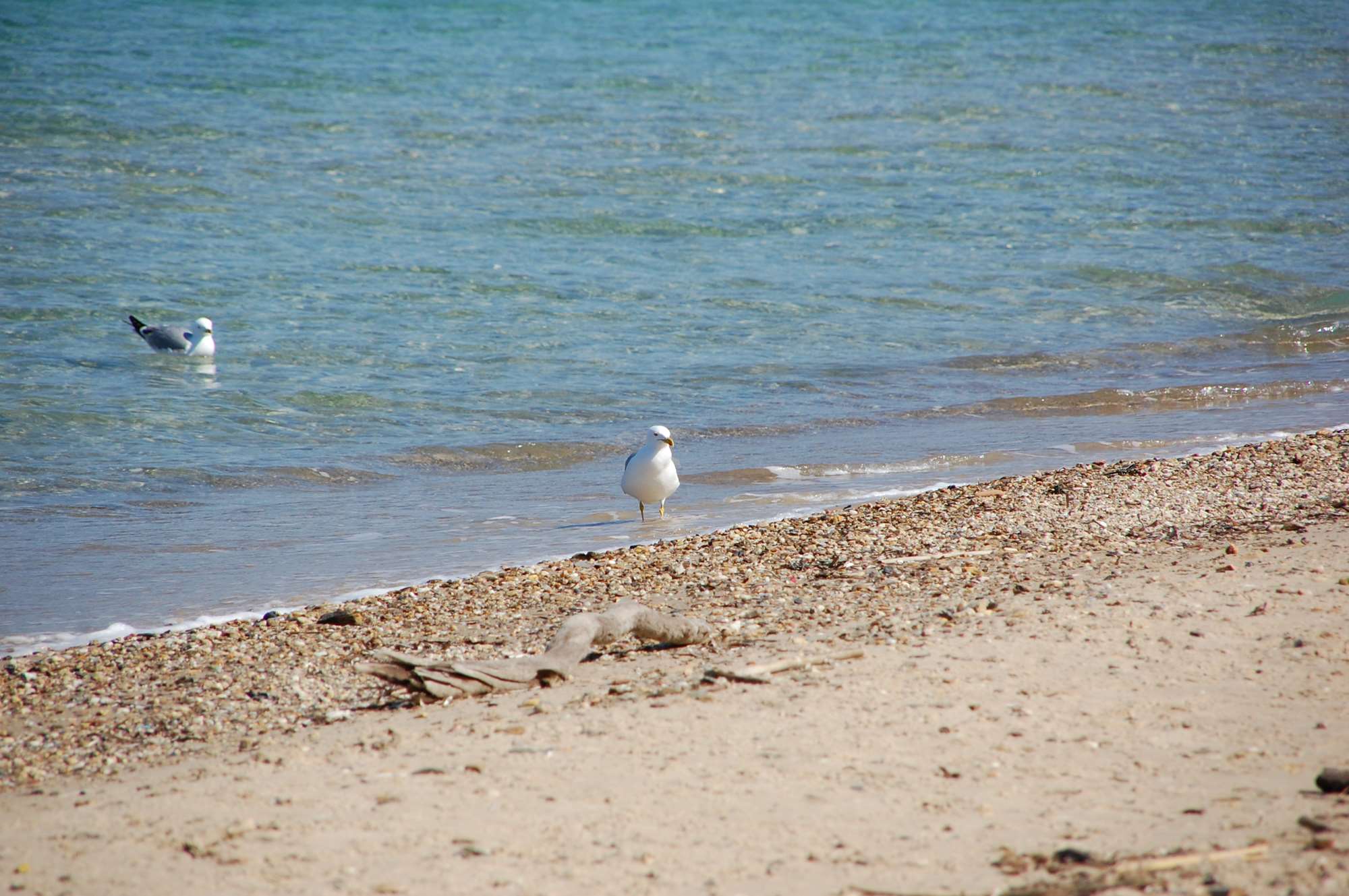 DSC_0095.jpg