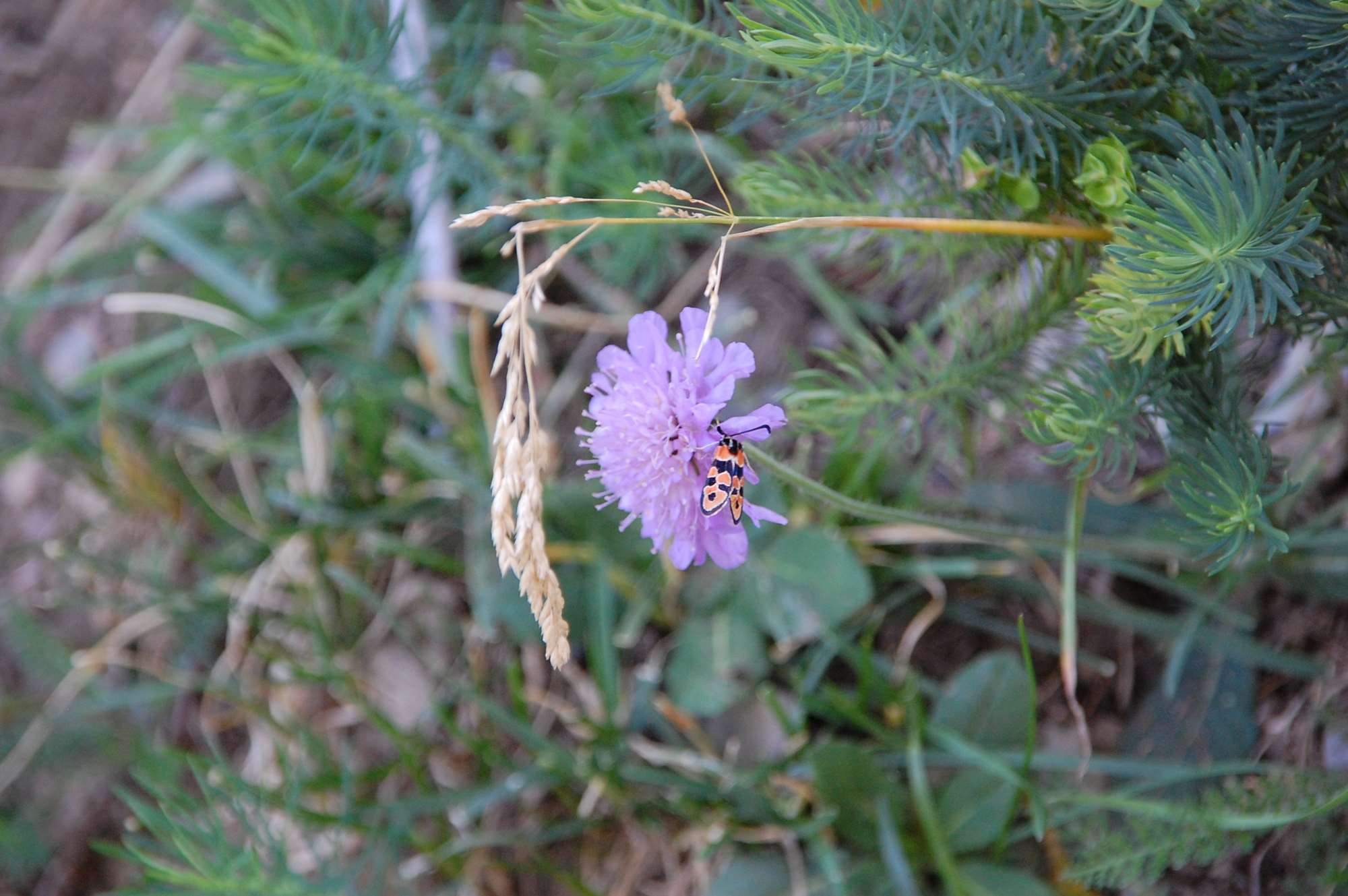 DSC_0108.jpg