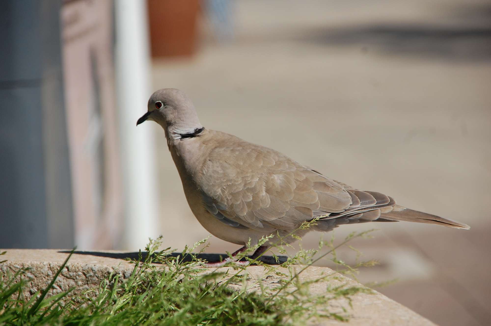 DSC_0131.jpg