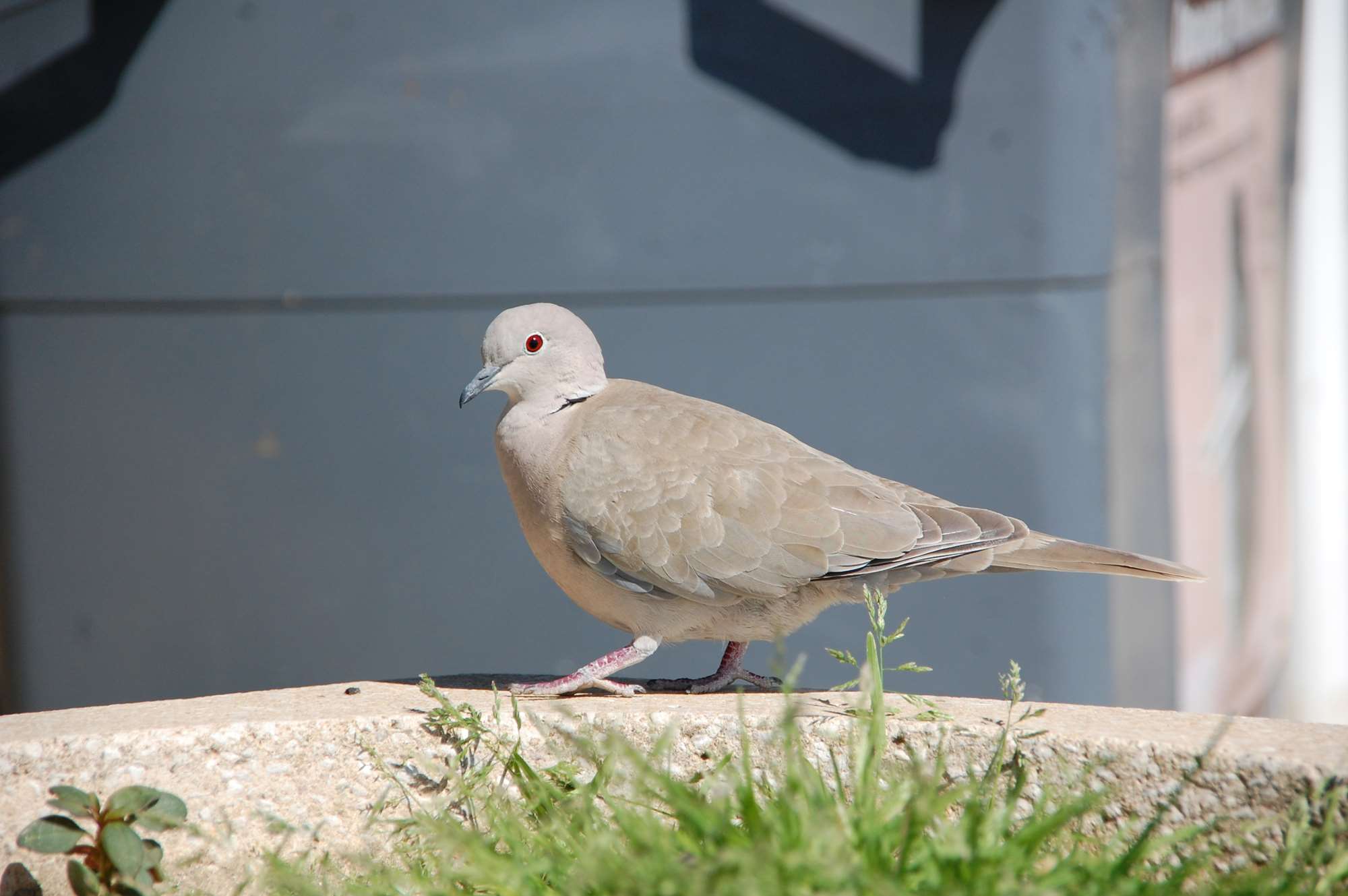 DSC_0132.jpg