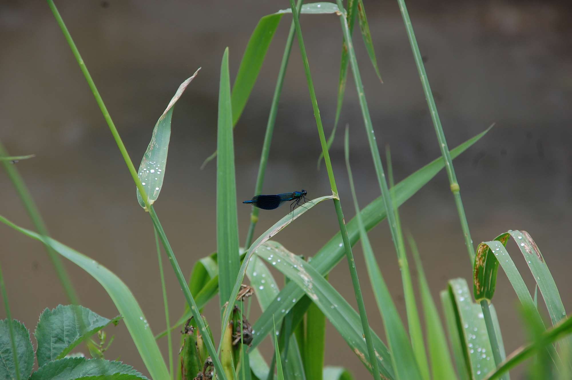 DSC_0136.jpg