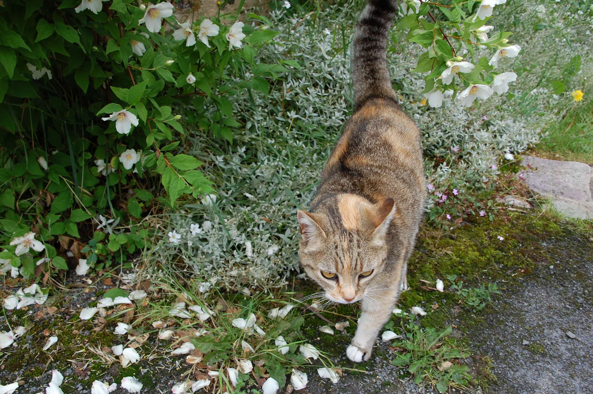 DSC_0140.jpg