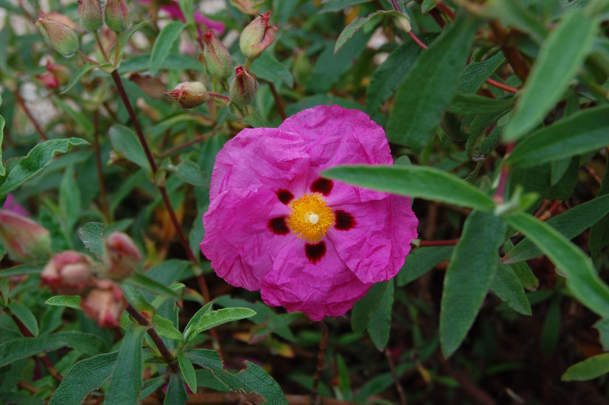 DSC_0175.jpg
