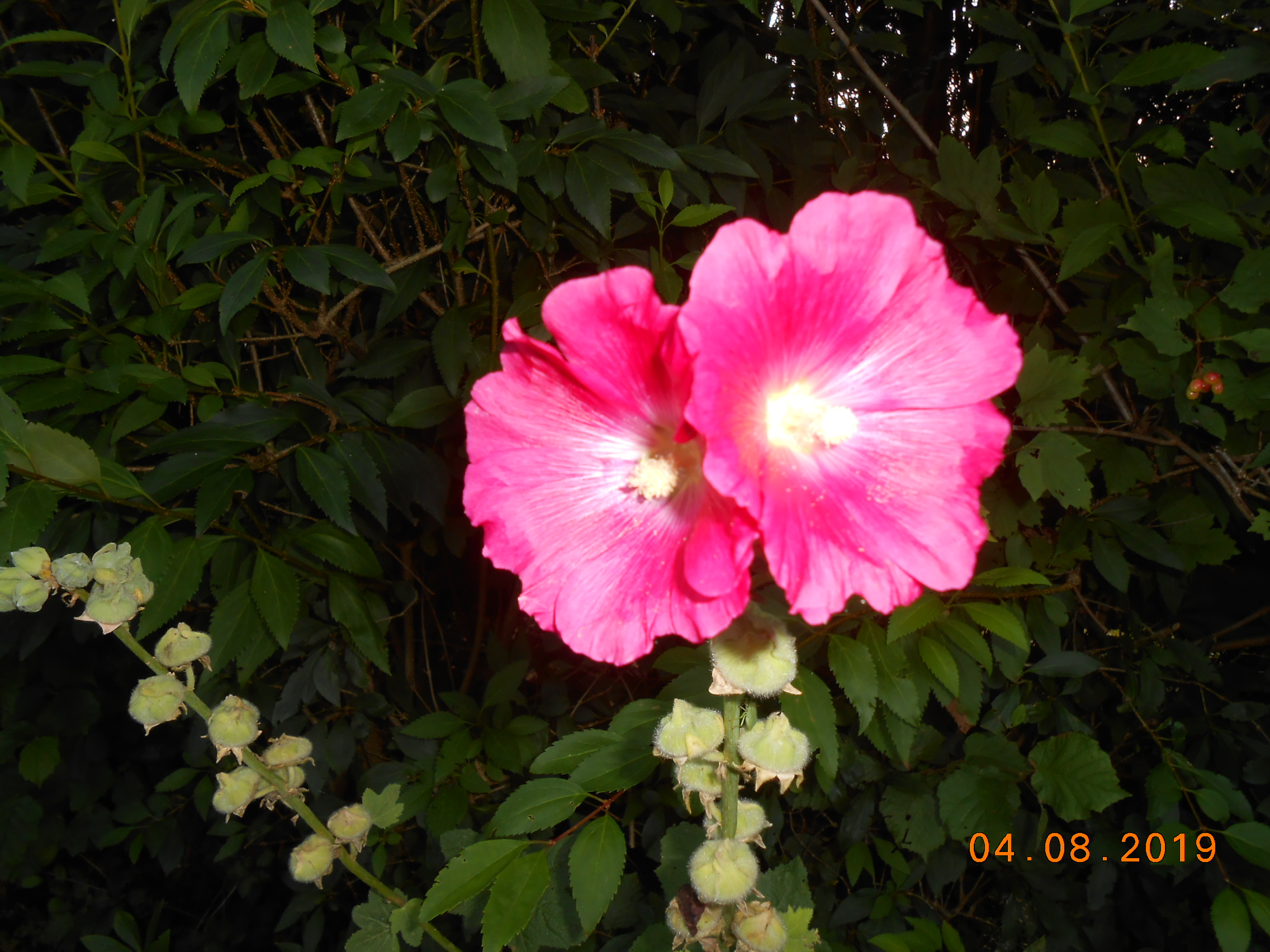 DSCN0018.JPG