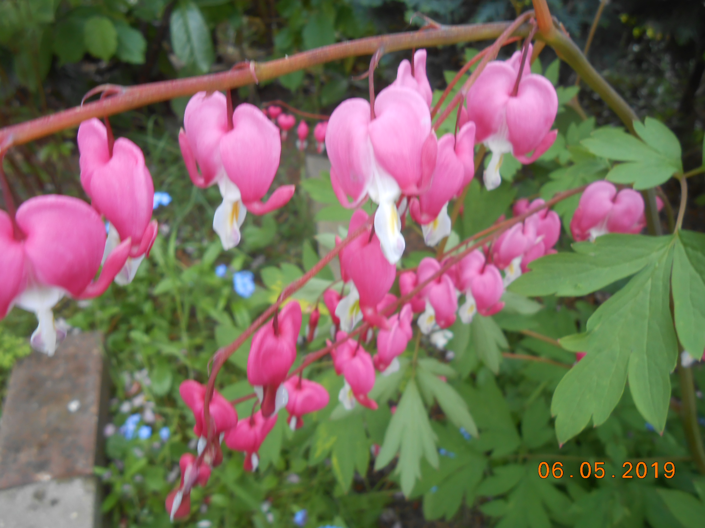 DSCN0527.JPG