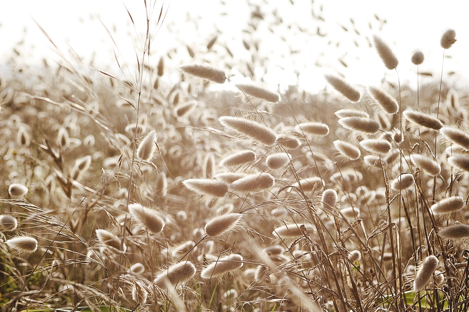 dune-grass-2463510_960_720.jpg