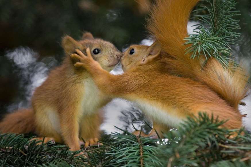 écureuils amoureux.jpg