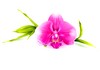 entretenir-orchidee-1.jpg