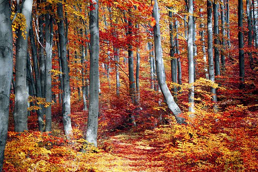 fall-3089995__340.jpg