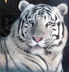 felin yeux bleus.jpg