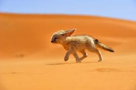 fennec.jpg