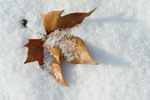 feuille d'automne.jpg