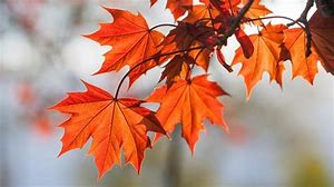 feuilles .jpg