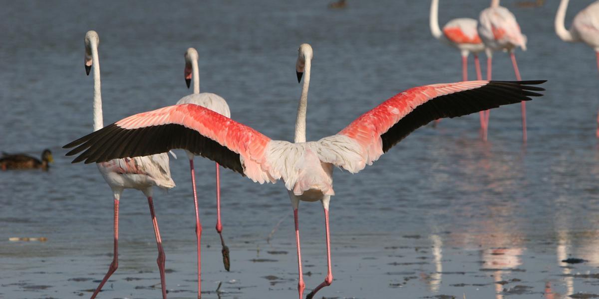 flamants roses.jpg