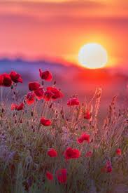 fleur au soleil.jpg