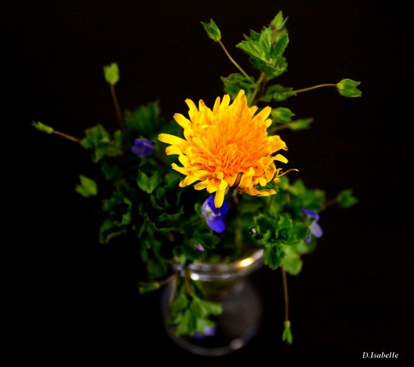 Fleur de pisenli- 1A.jpg