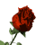fleur.gif