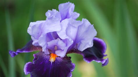 Fleur sublime.jpg