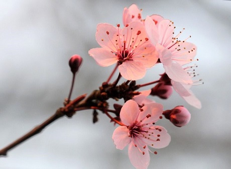 fleurs de cerisier (3).jpg