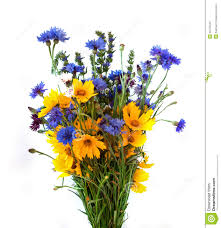 fleurs des champs.png