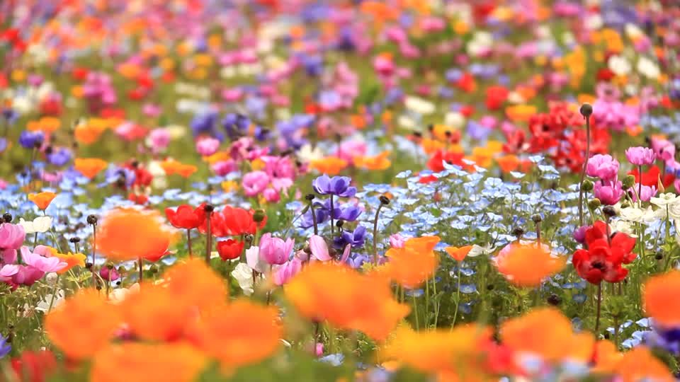 Fleurs.jpg