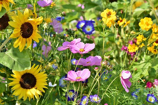 flower-meadow-3598555__340.jpg