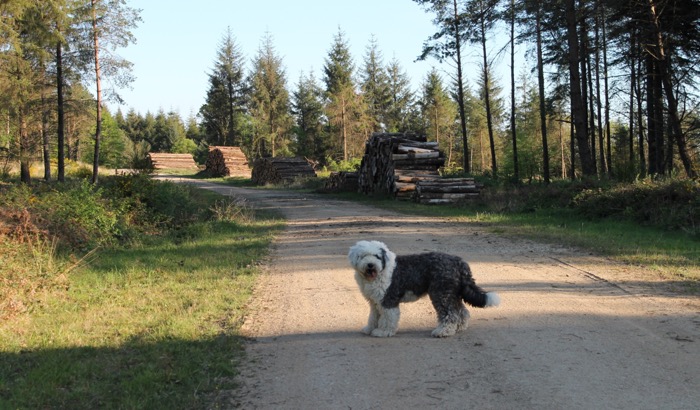 foret 1.jpg