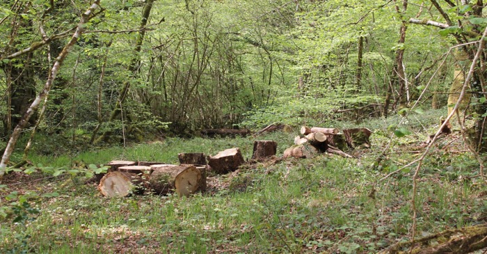 foret 2.jpg