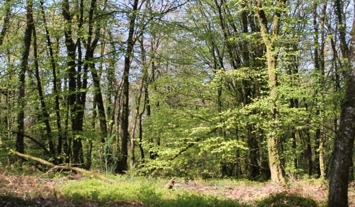foret 3.jpg