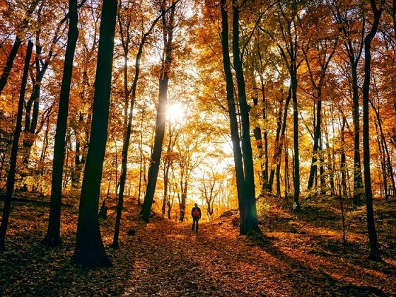 forêt.jpg